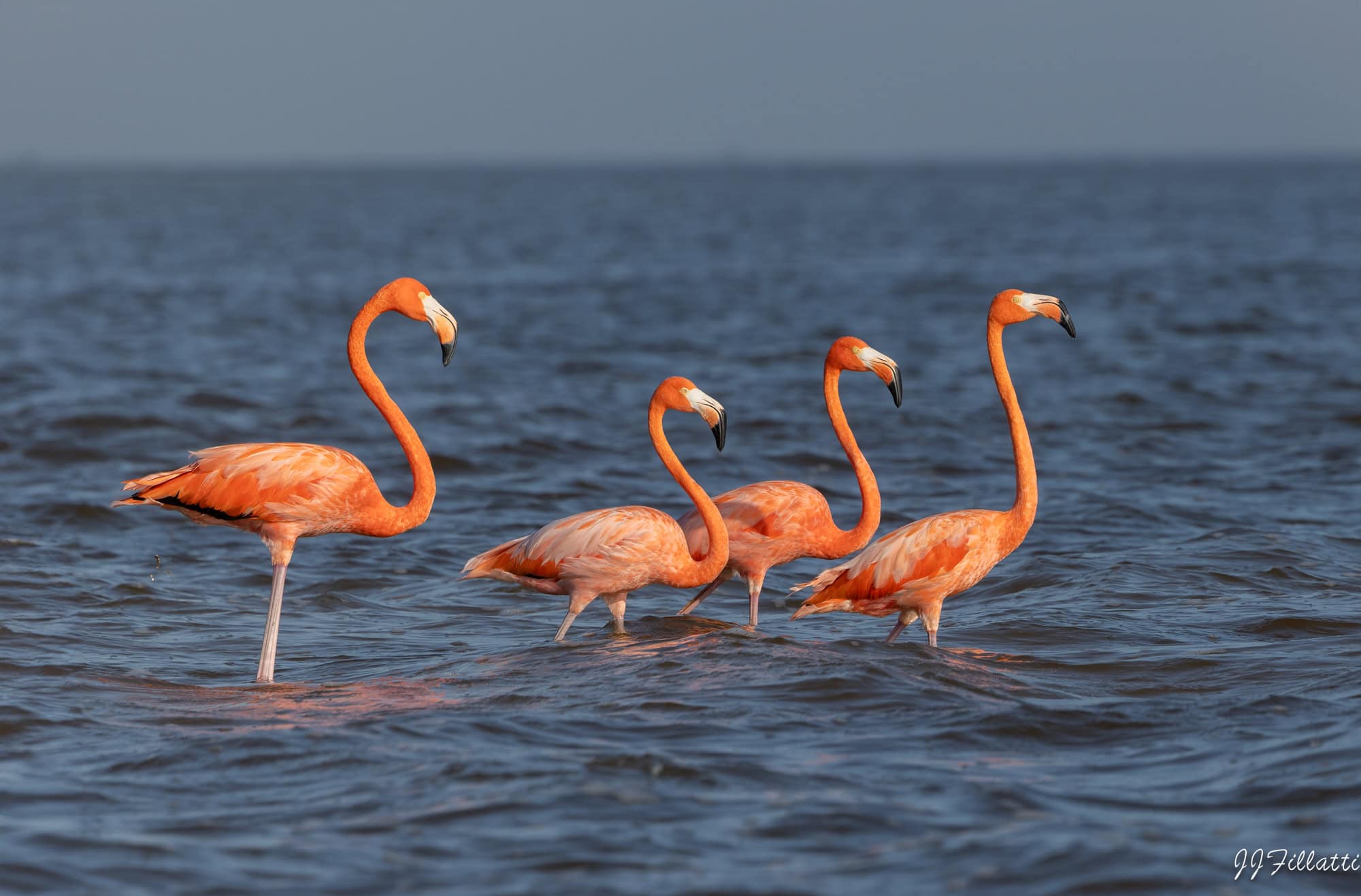 A flamoyance of pink flamingos standing in water
